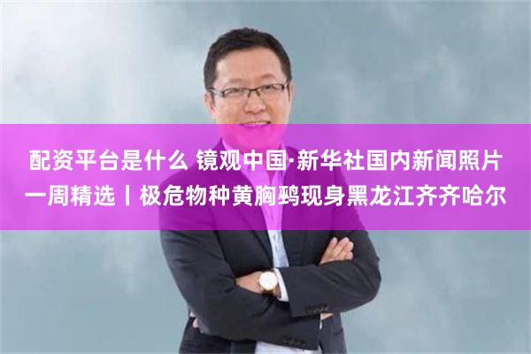 配资平台是什么 镜观中国·新华社国内新闻照片一周精选丨极危物种黄胸鹀现身黑龙江齐齐哈尔