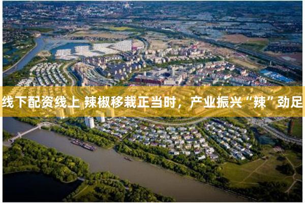 线下配资线上 辣椒移栽正当时，产业振兴“辣”劲足